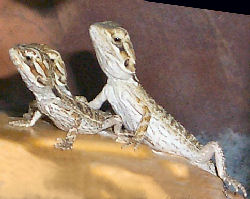 Picture of baby Bearded Dragons (normal color)