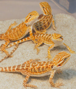 Picture of baby Bearded Dragons (color morph: - Red-gold x Sandfire)