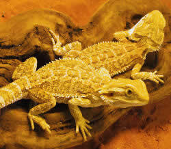 Bearded Dragon morphs, color form produced by crossing a Sandfire Bearded Dragon with a German Bearded Dragon