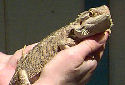 Click for more info on Bearded Dragon
