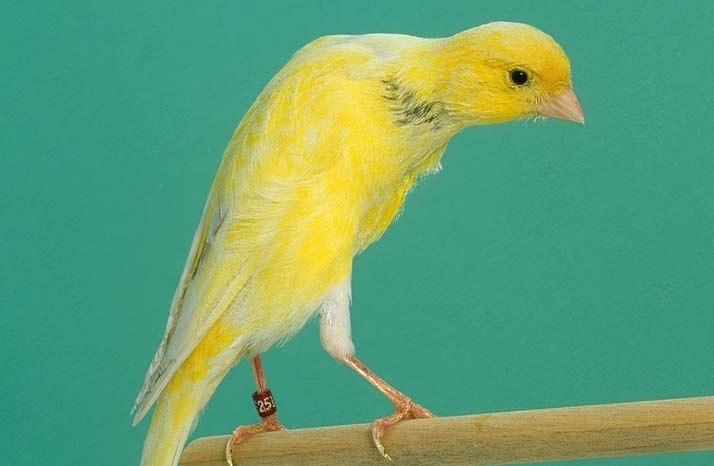 Belgian fancy canary