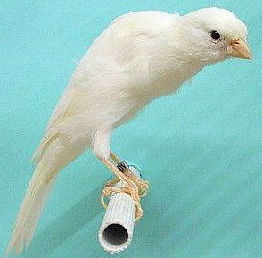 Picture of a Belgian Fancy Canary