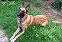 Click for more info on Belgian Malinois