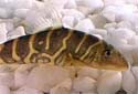 Click for more info on Bengal Loach