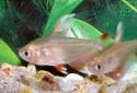 Click for more info on Ornate Tetra