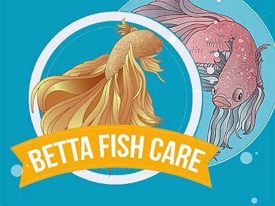 Betta Care, a Fishy Thing