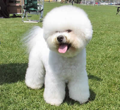 Picture of a Bichon Frise - Non-Sporting Dog