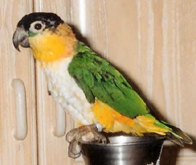 Picture of a Black-headed Caique