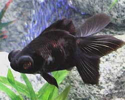Black Moor Goldfish