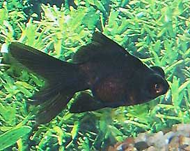 Black Moor Goldfish, Carassius auratus