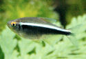 Click for more info on Black Neon Tetra