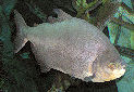 Click for more info on Black Pacu