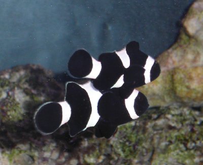 Black False Percula Clownfish, Amphiprion ocellaris variation