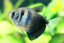 Click for more info on Black Tetra