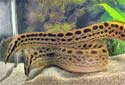 Click for more info on Black Spotted Eel