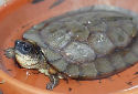 Click for more info on Black Wood Turtle