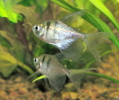 Black Tetra - Healthy Freshwater Fish