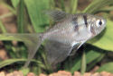 Click for more info on Long Finned Black Tetra