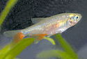Click for more info on Bloodfin Tetra
