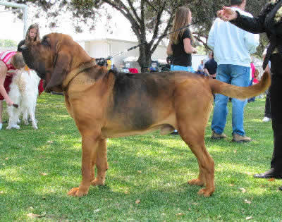 Bloodhound, also called St. Hubert Hound, Sleuth Hound, and Flemish Hound