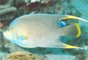 Click for more info on Blue Angelfish