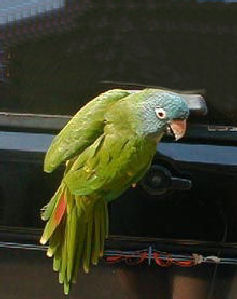 "Paulie" is a Blue-crowned Conure or Sharp-tailed Conure