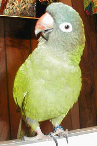"Sam" is a Blue-crowned Conure or Sharp-tailed Conure