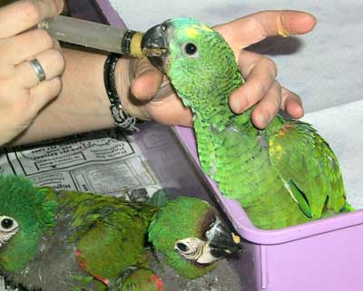 Hand feeding Amazon Parrots - Bird Care and Bird Information for all types of Amazon Birds