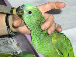 Hand feeding a baby Blue-fronted Amazon