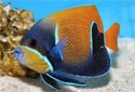 Click for more info on Blue-girdled Angelfish