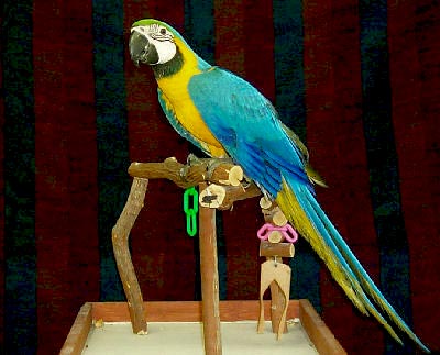 Blue and Gold Macaw, Ara ararauna, Blue and Yellow Macaw
