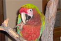 Click for info on Blue & Gold X Calico Macaws