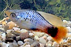 Blue Hifin Variatus Platy, Xiphophorous variatus