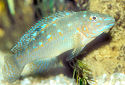 Click for more info on Blue Goby Cichlid