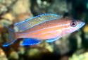 Click for more info on Blue Neon Cichlid
