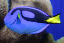 Click for more info on Blue Tang