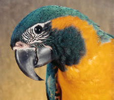 "Raena" is a Blue-throated Macaw, Caninde Macaw, or a Wagler's Macaw
