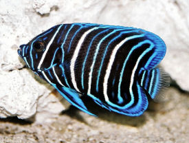 Blue-faced Angelfish, Pomacanthus xanthometopon - Picture of a juvenile