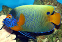 Click for more info on Blue-faced Angelfish