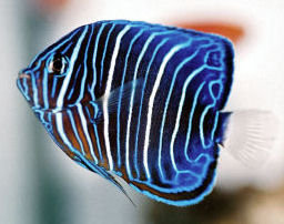 Picture of a juvenile Blue-ringed Angelfish