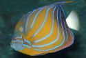 Click for more info on Blue Ring Angelfish
