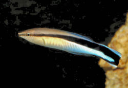 Click to learn more about the Bluestreak Cleaner Wrasse!