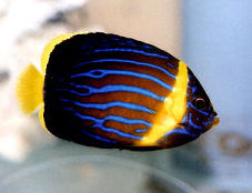 Blue-striped Angelfish, juvenile