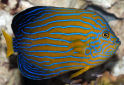 Click for more info on Blue-striped Angelfish
