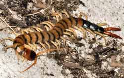 Giant Black-tailed Centipede, Scolopendra h. heros