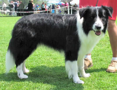 Picture of a Border Collie - Herding Dog