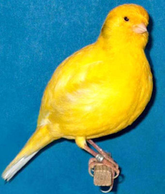 Picture of a Border Fancy Canary