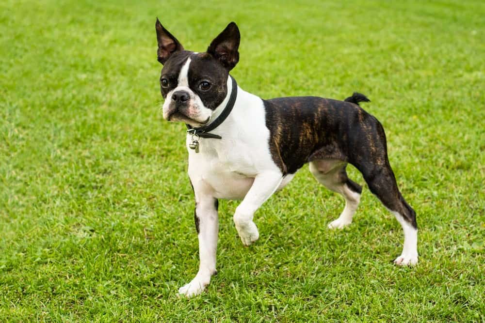 Boston Terrier on the green background