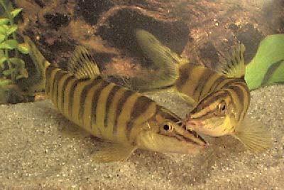 Robusta Botia, fish guides for the Cobitidae family of Loach species
