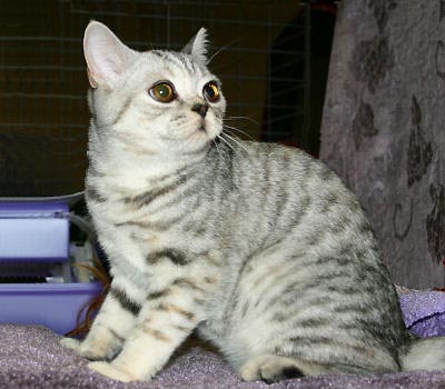 British Shorthair cat pictures, British Blue Cat, Chinchilla Shorthair